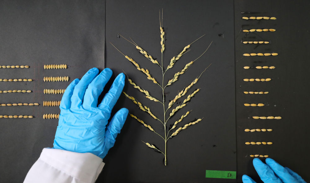 　　↑4月28日，实验室工作人员在观察水稻穗部和籽粒性状。新华社记者 杨青 摄