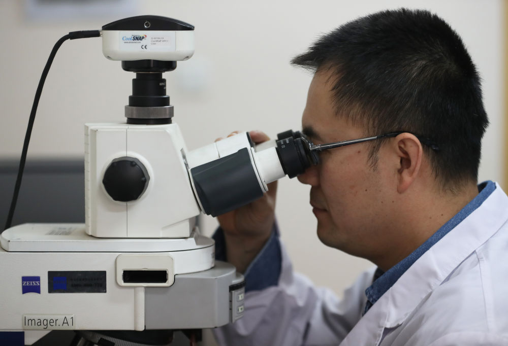 　　↑4月28日，实验室工作人员用荧光显微镜观察水稻茎秆组织结构。新华社记者 杨青 摄