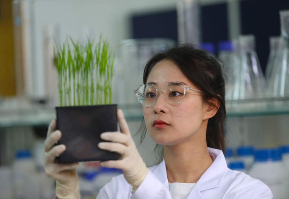 　　↑4月28日，实验室工作人员在观察水稻幼苗生长情况。新华社记者 杨青 摄
