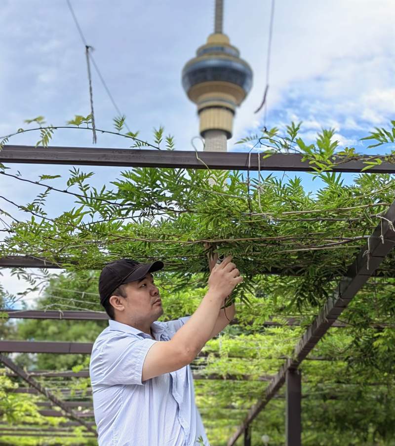2023年7月，申俊彪对紫藤进行全年第二次修剪。玉渊潭公园供图