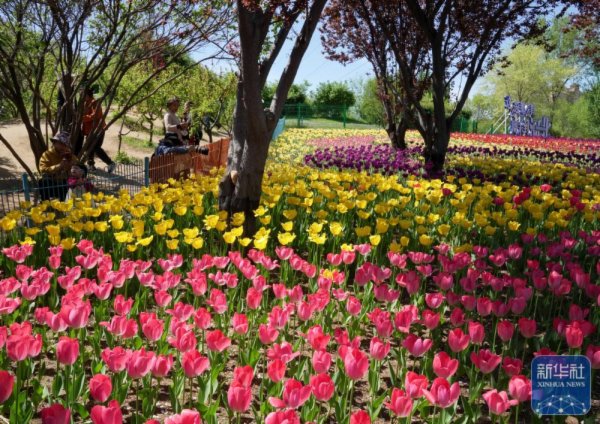 ↑ 4月30日，游客在河北省秦皇岛市海港区新世纪公园欣赏郁金香。