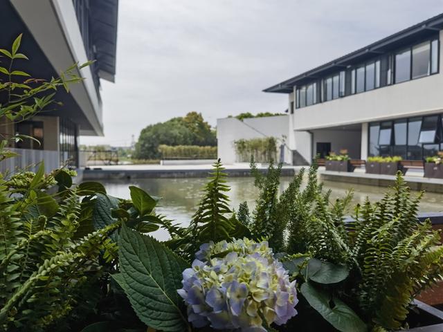 漕泾郊野公园首届河鲜季开幕,去上海版"羊角村"坐船,喝咖啡,品河鲜吧