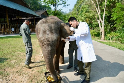 2024年4月25日，熊朝永（右）给救助象龙龙体检