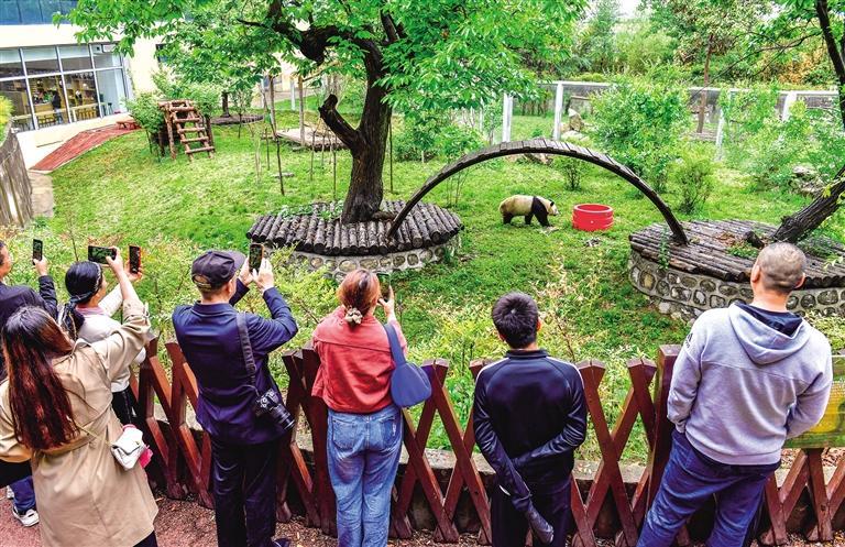 4月30日，游客在秦岭野生动物园观看大熊猫。 本组照片均由本报记者 袁景智摄