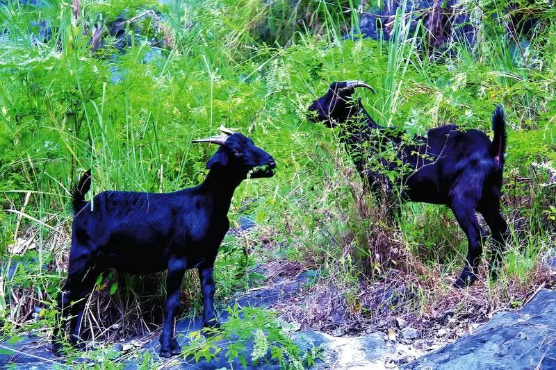 马山黑山羊在山间草丛中玩耍、觅食。（陆斌涛 摄）