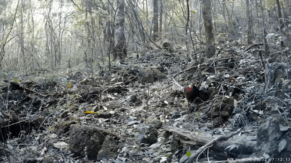 此次发现的的黑颈长尾雉。（茂兰保护区管理局供图）