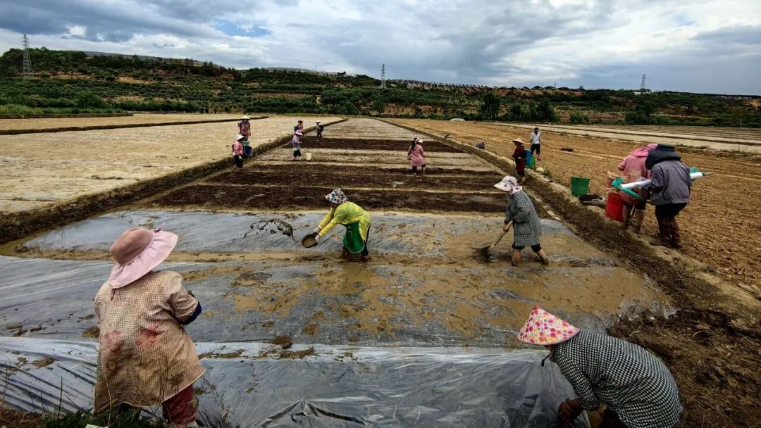 4月21日，云南省永仁县维的乡夜可腊村的村民在进行水稻育秧。（新华社发）