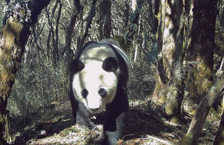▲红外相机拍摄到的野生大熊猫