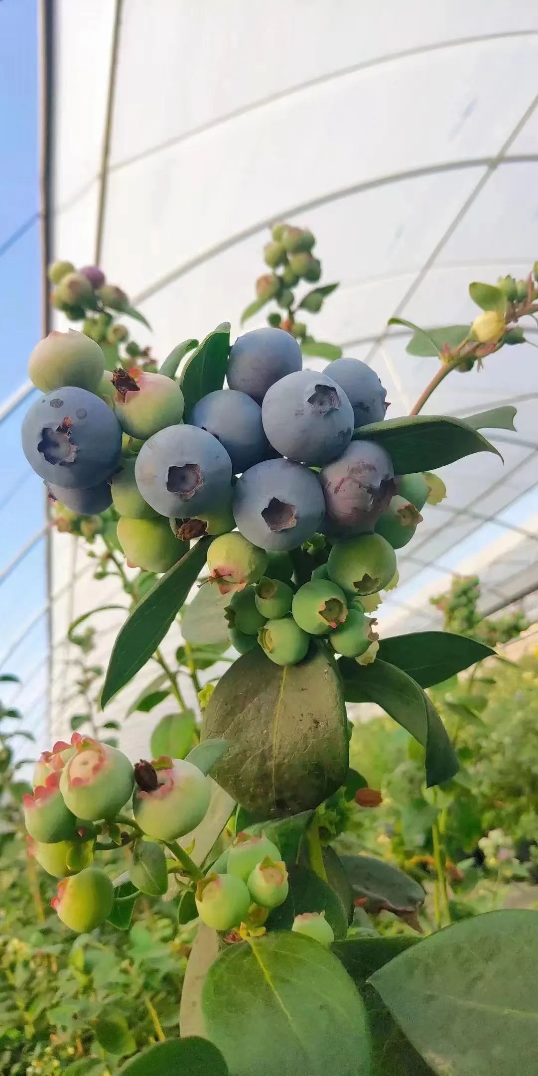 在蓝莓大棚里，每颗树苗都能“吃”够阳光 / 受访者供图