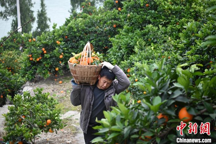 资料图为2023年12月8日，重庆巫山一果农正在搬运采摘好的柑橘。张旭 摄