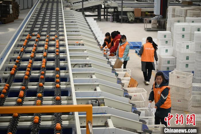 资料图为2023年12月8日，重庆巫山的一处柑橘分拣车间内，工人正在忙碌。张旭 摄