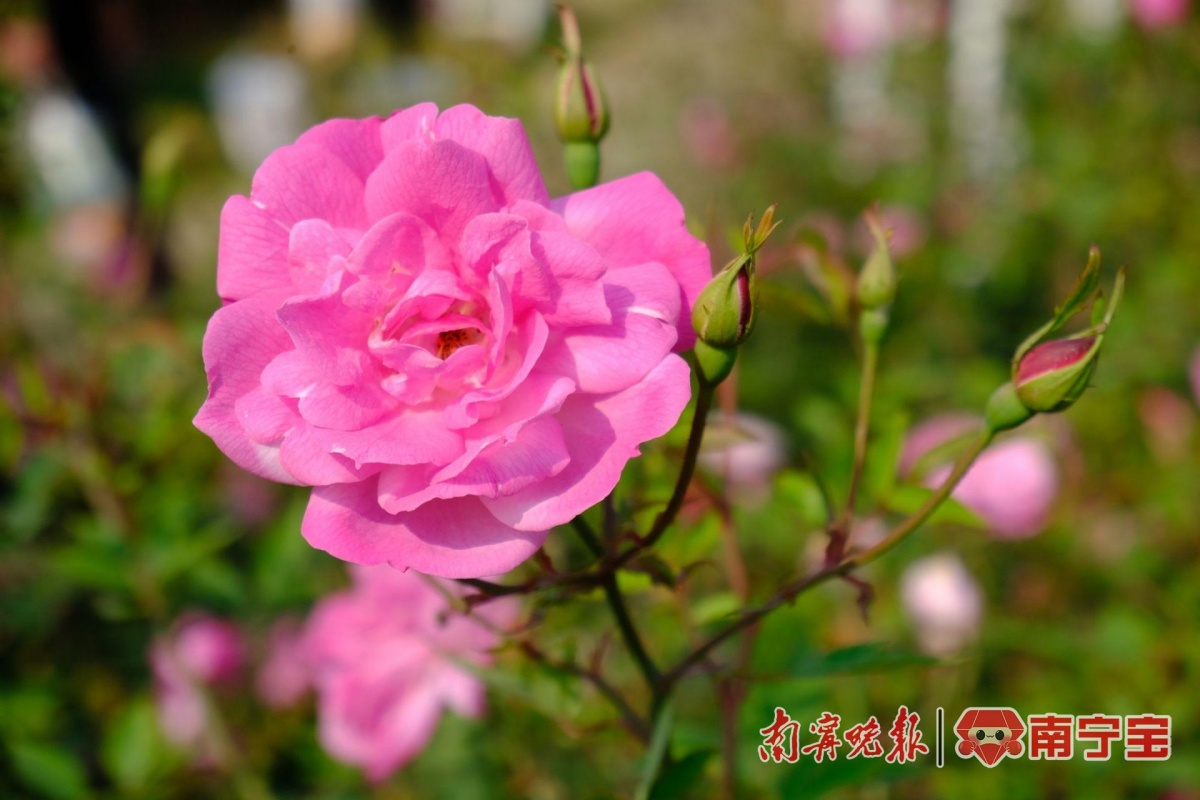 绝美！南宁这些公园花开成海，抓紧时间去打卡！|樱花_新浪财经_新浪网