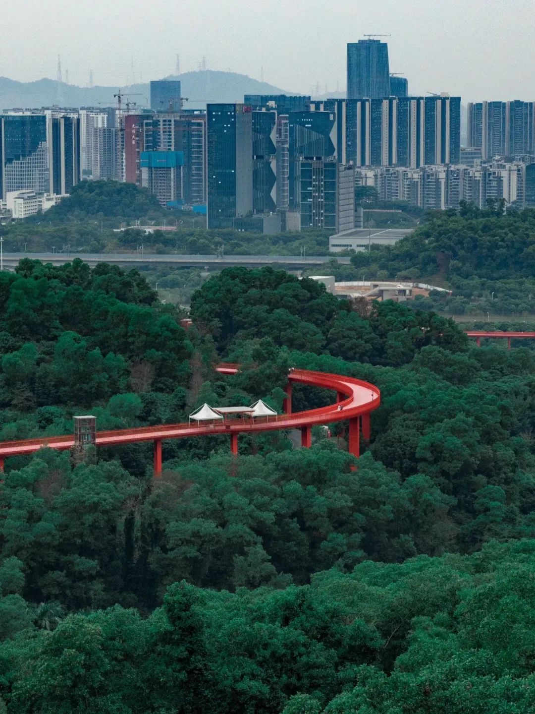 ∆光明虹桥公园，一道红色丝带缠绕林间。图源小红书@酥饼在深圳