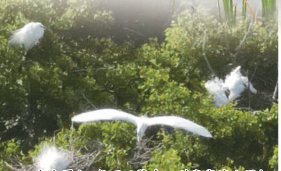 　　春末夏初，数百只鹭鸟回到张家湾公园栖息，并繁育后代。 本报记者 白继开摄