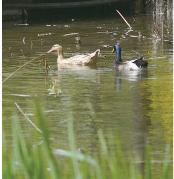　　海淀公园的野鸭自在畅游。本报记者 王海欣摄