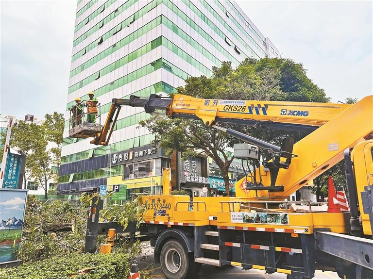 南山区城管人员修剪树木，防止树枝坠落砸到行人和车辆。 深圳特区报记者 胡蕾 摄