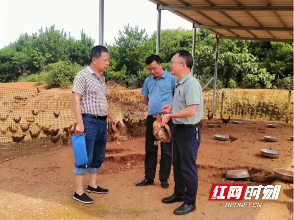 多户村民加入土鸡养殖.