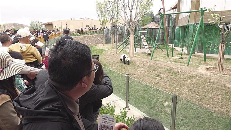 大熊猫吸引了大批游客