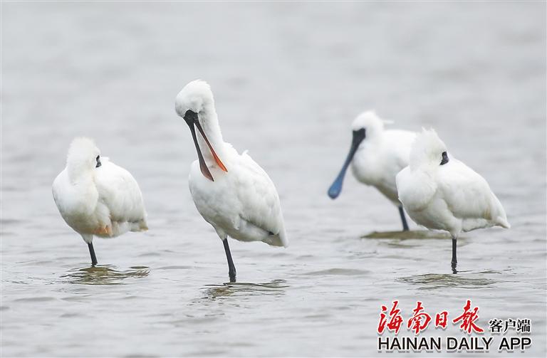 黑脸琵鹭栖息在昌江海尾国家湿地公园。 海南日报记者 李天平 摄