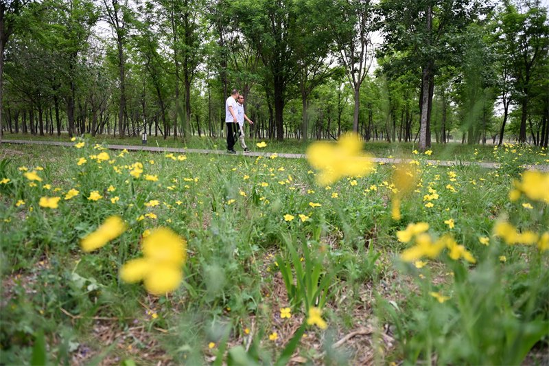 河北石家庄:河滩荒地变身生态屏障