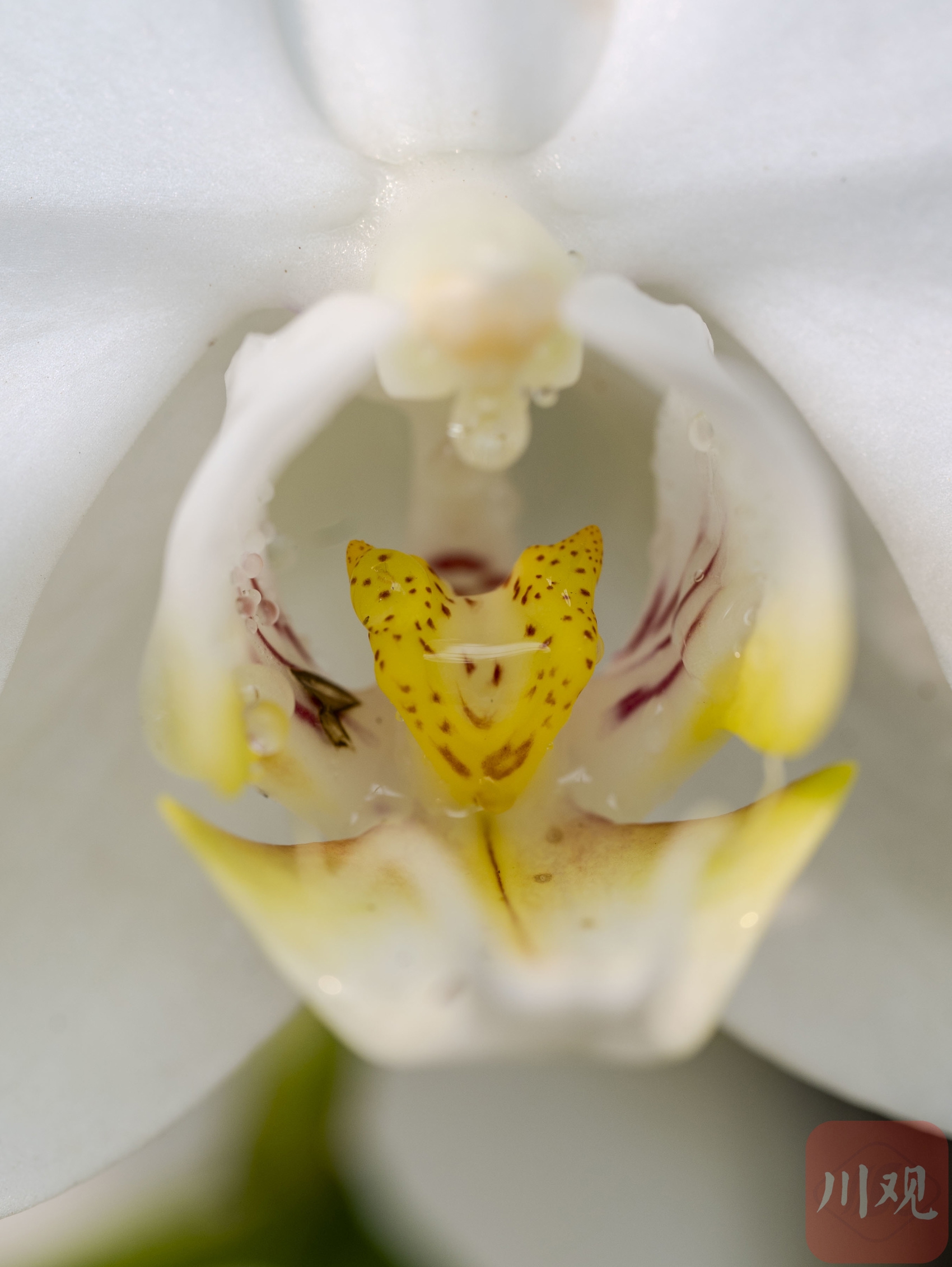 绣球,属木本植物.