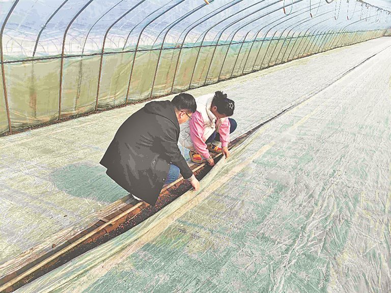 双鸭山市气象部门专家和水稻种植户在育秧棚内查看水稻种子出芽情况。王国泰摄