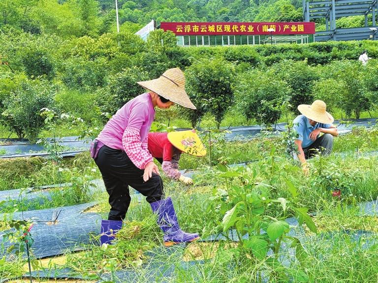 工人正在给药田除草。 本版图片均由 深圳晚报记者 邱志东 摄