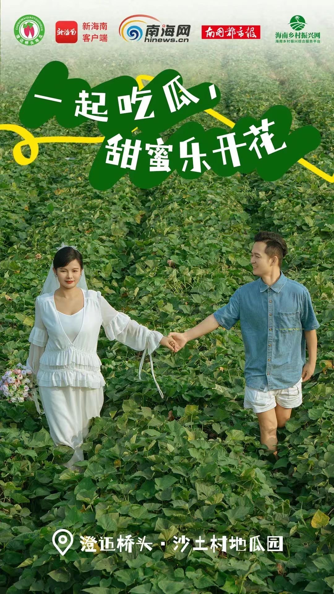 真接地气!澄迈桥头地瓜田成情侣旅拍热门地点