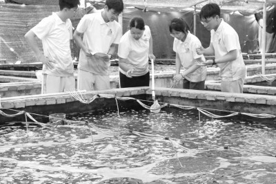 广东海洋大学学生开展南美白对虾育种实验。