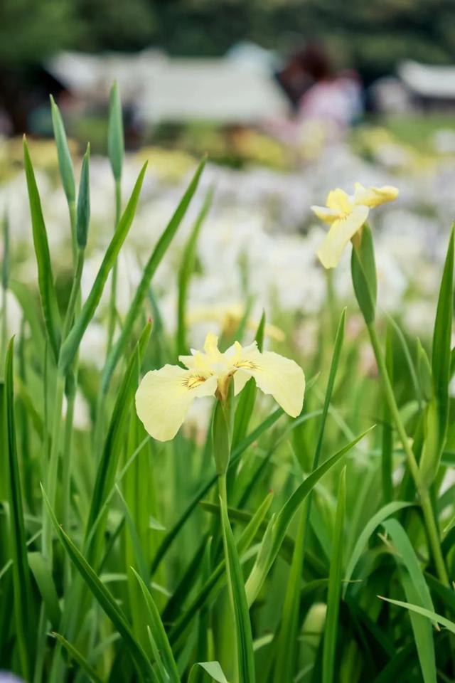 第二届上海共青森林鸢尾文化节摄影大赛开始征稿啦