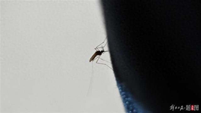我国进入登革热流行季,出现这些症状需警惕!