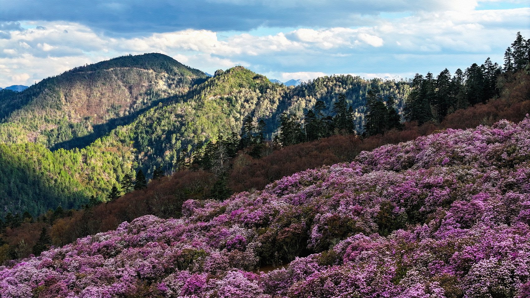 市州观察丨67凉山:守护"迎客花",做强"花经济"