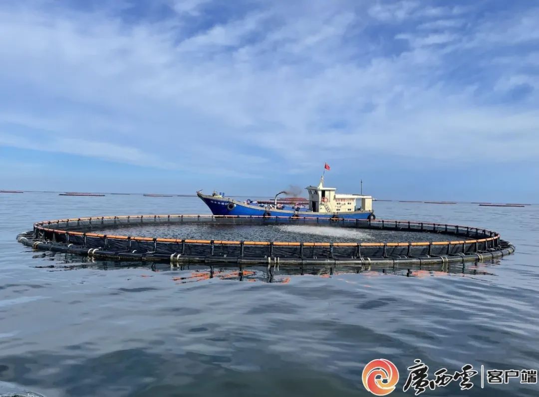 中外媒体看港城·广西日报|经略"边海",做大做强现代渔业——看防城港