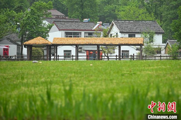 走进南京浦口响堂村"镜观"宜居乡村好生态