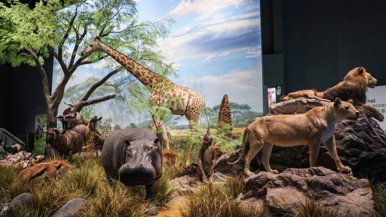 "川观科普日"博物馆日活动丨来吧,与远古恐龙,大象面对面,漫游神奇的