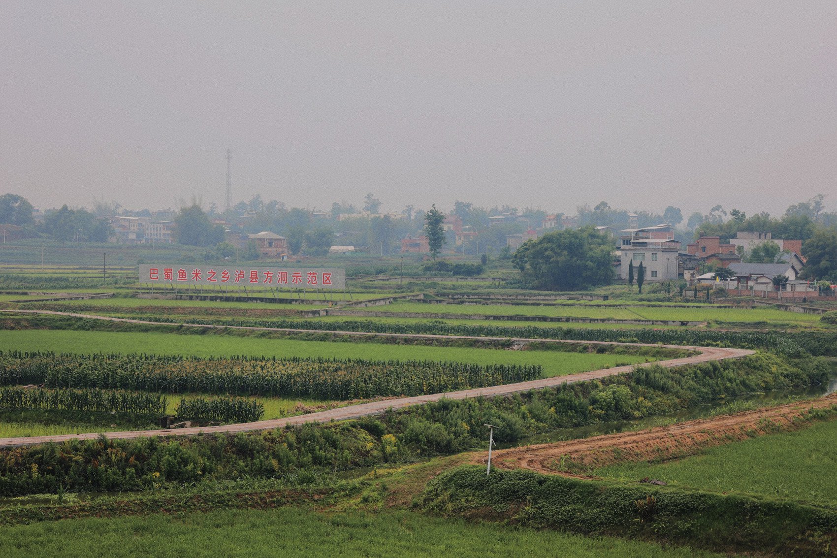 "镇"兴18371 | 泸县方洞镇:从"正方形"到"长方形",这里的水稻种植