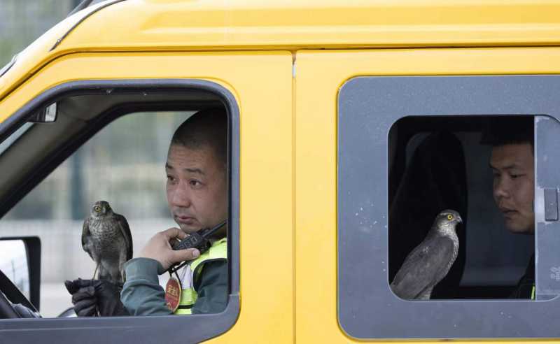 4月19日，北京首都国际机场，工作人员带着猎鹰在飞机下降航路旁执勤。  新京报记者 陶冉 摄
