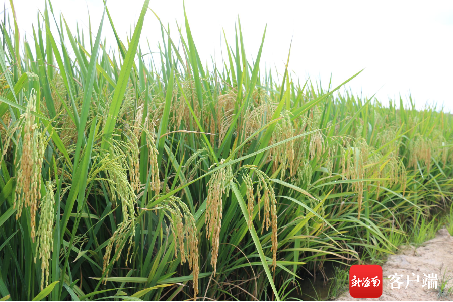 　　5月8日，2024年三亚市优质高产特色水稻新品种示范推广观摩会在崖州区现代农业产业园举行。记者 利声富 摄