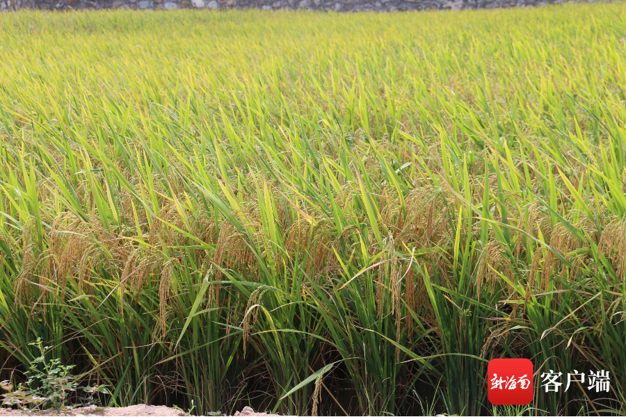 农户看稻选种!三亚举行优质高产特色水稻新品种示范推广观摩会