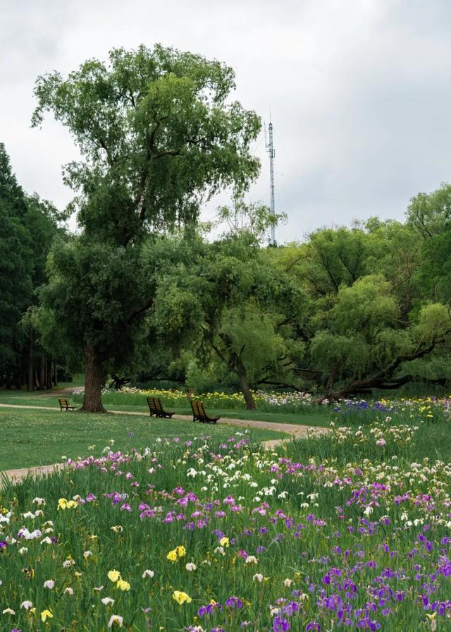 第二届上海共青森林鸢尾文化节摄影大赛开始征稿啦