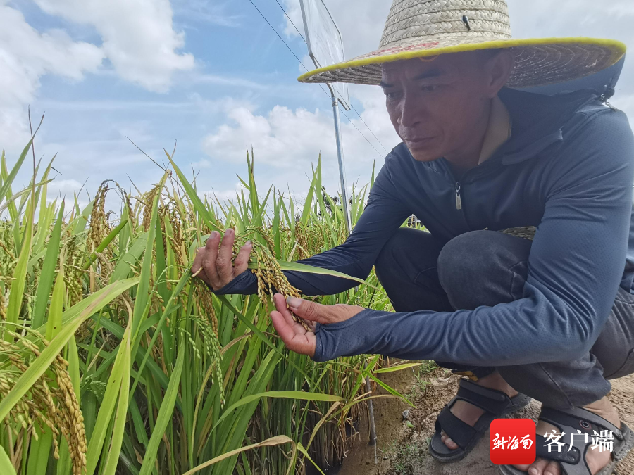 农户看稻选种!三亚举行优质高产特色水稻新品种示范推广观摩会