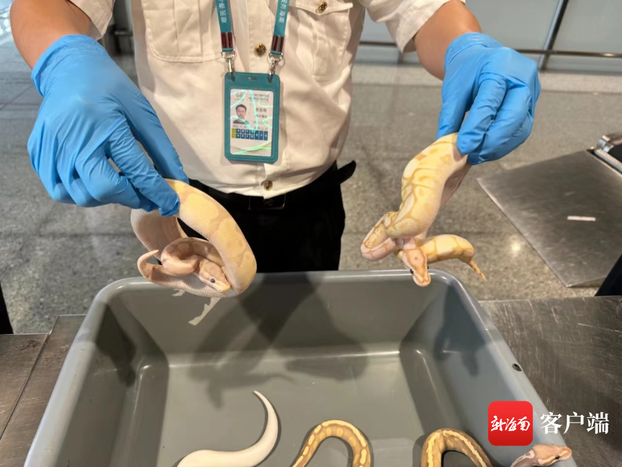 海口美兰机场海关查获4条活体蛇，经鉴定均为球蟒。海口海关供图