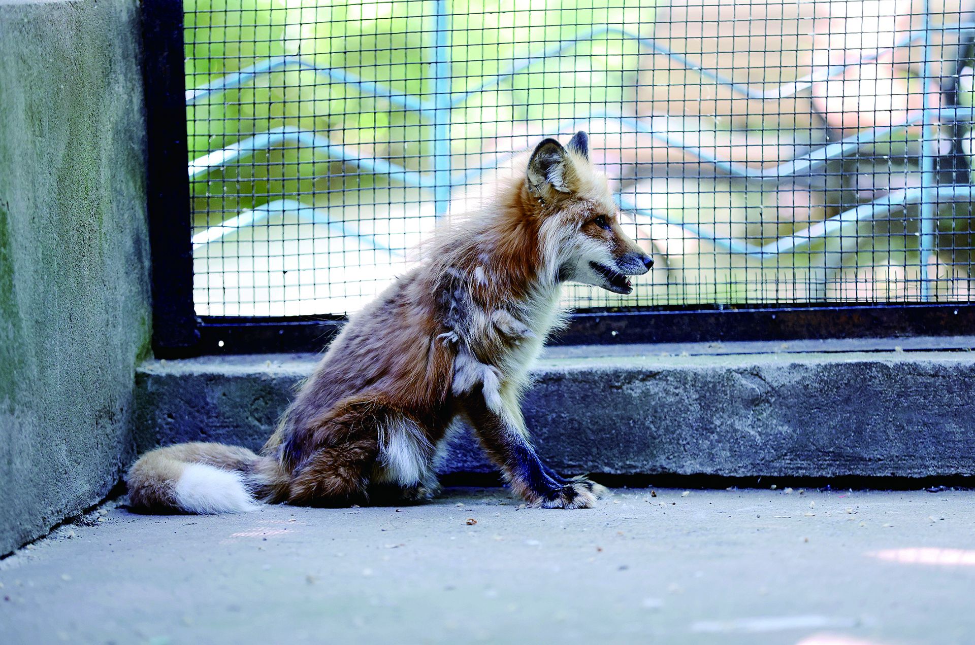 后在当地林业相关部门配合下,将其送至位于蚌埠张公山动物园内的野生