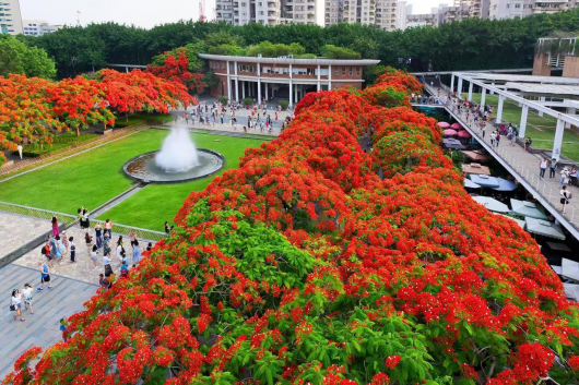 "五月花开凤凰来" 这个夏日,一起在深圳邂逅火红花海!