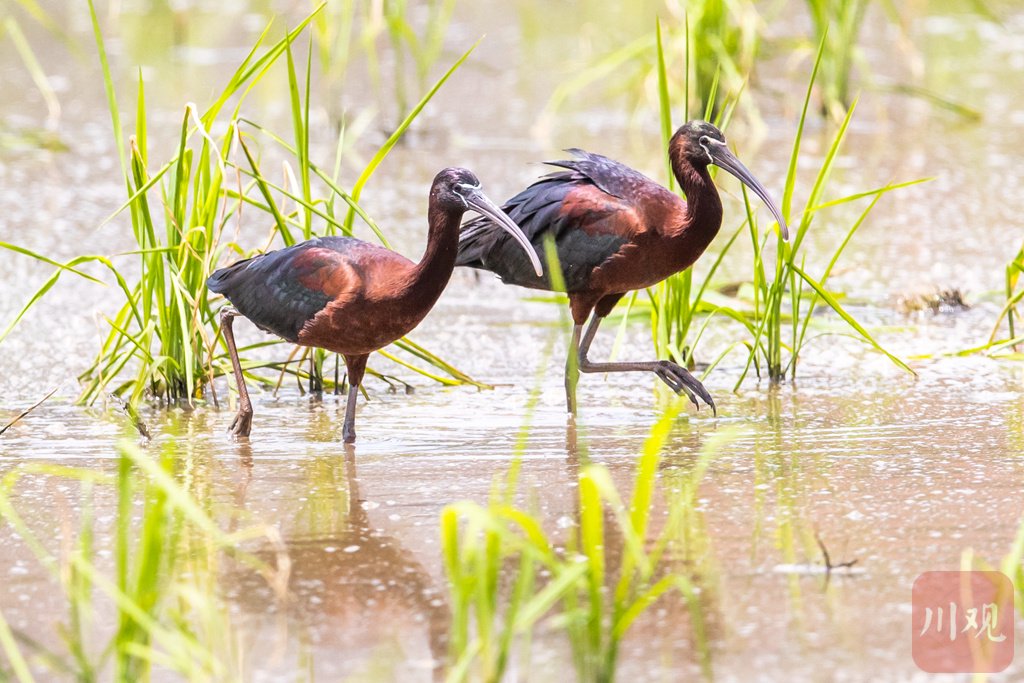 c视觉丨彩鹮连续三年在四川现身!完美诠释"五彩斑斓的黑"