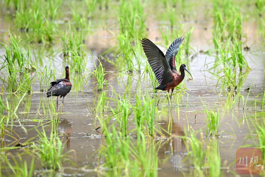 c视觉丨彩鹮连续三年在四川现身!完美诠释"五彩斑斓的黑"