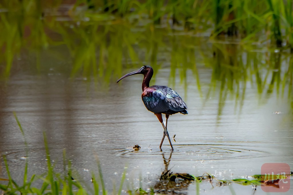 c视觉丨彩鹮连续三年在四川现身!完美诠释"五彩斑斓的黑"
