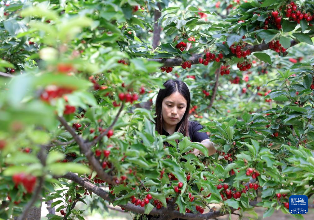5月8日,河北省晋州市周家庄乡第九生产队的果农在大棚内采摘绿色有机