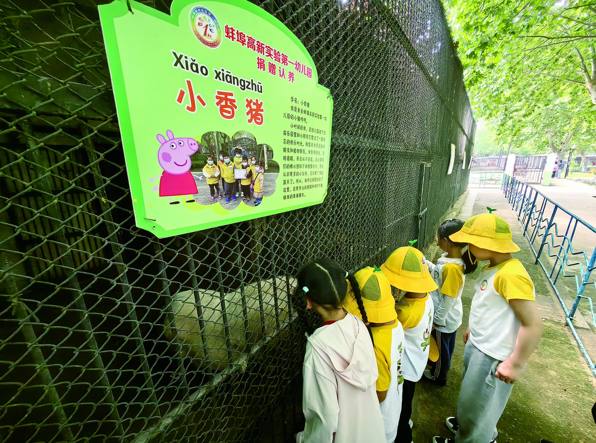 幼儿园将小香猪送到动物园|蚌埠市_新浪财经_新浪网