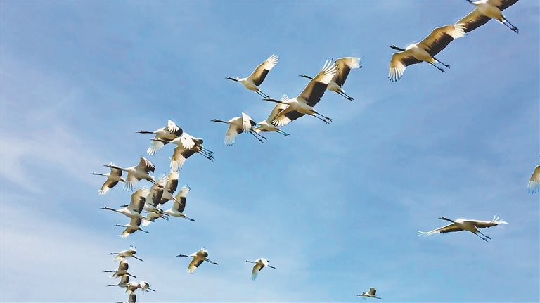 在景区上空自由飞翔的鸟群。